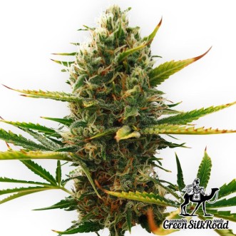 Семена конопли Auto Super Skunk Feminised
